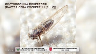 Листоблошка Кокерелля Bactericera cockerelli Sulc [upl. by Inttirb]