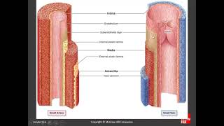 Medicine Histology Of Organs  Chapter 11 B Circulatory System [upl. by Neellok]