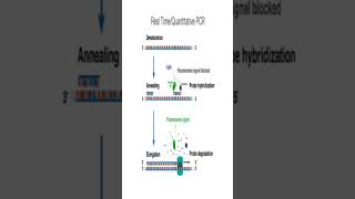 PCR vs REAL TIME PCR [upl. by Saul]