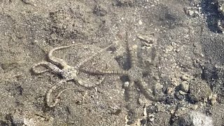 Exploring tide pools at Pemuteran Beach l abeer and animals [upl. by Donetta]