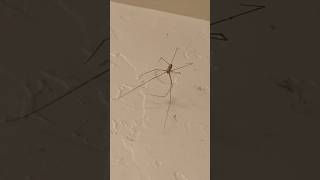 Daddy Longlegs cellar spider arachnid arachnophobia spider web venom oklahoma nature [upl. by Vesta611]