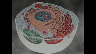 Cell Biology  The Living Cell 1989 [upl. by Yrkcaz]