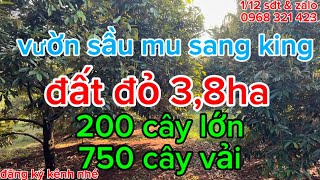 bán vườn sầu riêng cây ăn trái đẹp nhất xã  có 200 cây sầu musangking đang thu 750 cây vải [upl. by Stichter]