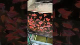 Glow tetra… aquariumfish aquarium shorts [upl. by Dallon]