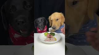 OMG Golden and Labrador only eating vegestable Part 2 [upl. by Verdha]