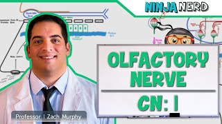 Neurology  Olfactory Nerve Cranial Nerve I [upl. by Jamieson]