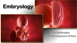 Embryology animation fertilization to development of the nervous system everything in one place [upl. by Aibsel]