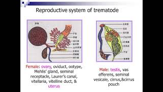 16 Introduction to Trematodes I [upl. by Iah]