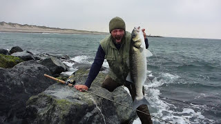 Stor havbars på 37 kg Agger Tange [upl. by Hadias]