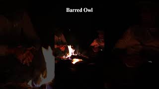 Barred Owl Call at Night [upl. by Oiramej]