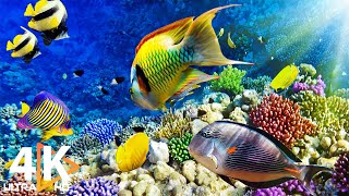 The Best 4K Aquarium for Relaxation II 🐠 Relaxing Oceanscapes  Sleep Meditation 4K UHD Screensaver [upl. by Eilsew]