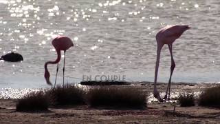 Le flamant rose [upl. by Nordine524]