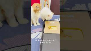 Billu ka golden play button👌🏻 catcomedy comedy billucat sajidcat cat catworld catlaughs [upl. by Asseret939]