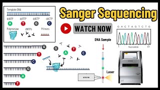 Sanger Sequencing Comprehensive Guide to Principles Techniques amp Applications  Molecular Biology [upl. by Santoro110]