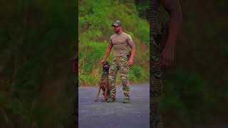 dog doglover workingk9 dogs malinois k9 malinois pets k9handler k9protection [upl. by Vonnie]