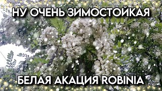 Белая акация морозостойкая Robinia pseudoacacia Саженцы семена в наличии [upl. by Dannye]