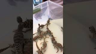 How To Buy A Uromastyx [upl. by Aitnuahs66]