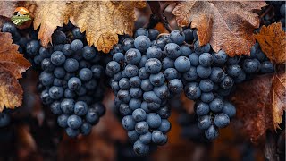 How Raisins Are Made  Grape Drying Process  Inside a Raisin Factory [upl. by Farris]