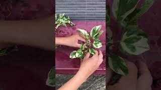 Hydroponic Pothos Care Marble Queen Edition [upl. by Arekahs]