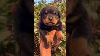 Rottweiler dog 🐕 puppies  9450504650 petswag0816 puppy doglover dog petshop [upl. by Barcot]