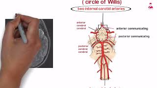 Circle of Willis [upl. by Haissem624]