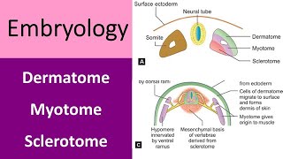 What is dermatome myotome amp sclerotome [upl. by Nelrac]