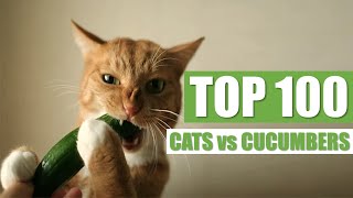 TOP 100 CATS vs CUCUMBERS [upl. by Griffie]