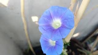 CAMPANILLA azul ipomoea Nil [upl. by Slorac]