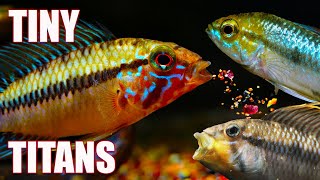 5 Apistogramma Dwarf Cichlids Everyone Should Keep [upl. by Ahtabat]