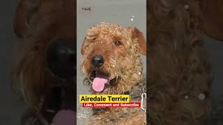 Airedale Terrier One of the most versatile dogs [upl. by Esinad]