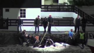 Graphic Video and Images of Pilot Whale Slaughter in the Faroe Islands [upl. by Wylma]