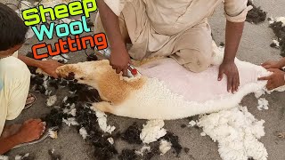 Sheep Wool Cutting  Satisfying Wool Cutting  Cutting Of Sheep Wool [upl. by Madelin41]