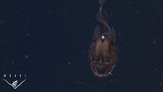 The anglerfish The original approach to deepsea fishing [upl. by Ping]