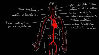 angiologie LaMedecineChezVous [upl. by Esereht275]