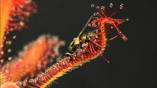 Drosera spatulata x capensis In Action [upl. by Okun695]