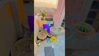 Kiteflying loot Aaj puri 4patang loot li 🥰kiteflying loot kitelover shorts [upl. by Surtemed]