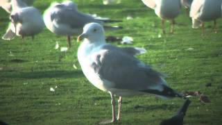 Caspian Gull [upl. by Iroak]