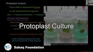 Protoplast Culture Biology Lecture  Sabaqpk [upl. by Mirilla]