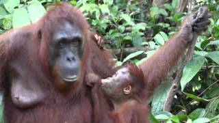 Mother and baby orangutan show their love [upl. by Liamaj]