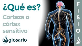 CORTEZA SENSITIVA  Qué es ubicación cómo funciona partes y lesiones [upl. by Vail]