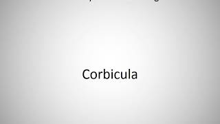 How to say Corbicula in English [upl. by Paquito327]