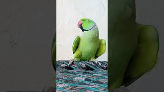 Parrot poem Short [upl. by Shriner]