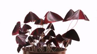 Oxalis Triangularis TimeLapse [upl. by Vena]