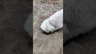 A trip to Bedlington with a Bedlington Terrier gottagetaway letsgetaway unplugging [upl. by Church660]