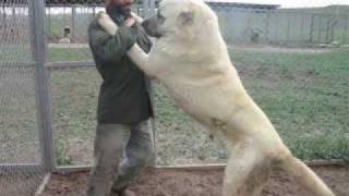 Giant Kurdish Kangal Dogs [upl. by Yruoc]