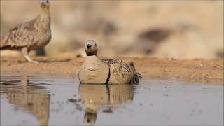 Black bellied sandgrouse Pterocles orientalis  קטה גדולה [upl. by Intosh]