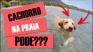 POSSO LEVAR MEU CACHORRO À PRAIA  Dicas de como levar seu cachorro à praia [upl. by Anegue150]