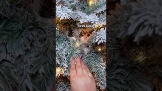 🙀Cats and christmas trees🎄 cat catlover shorts christmas [upl. by Ardnuhs]