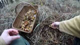 Cueillette de chanterelles en Décembre   Conseils de conservation HD 1080p FR [upl. by Louie836]