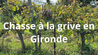 Chasse à la grive en Gironde [upl. by Annohsal208]